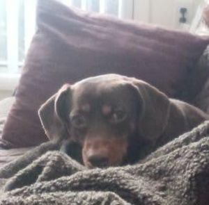 Meet your Posher, Holly